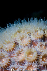 Coral polyps at night. I floated down below the coral and... by Susannah H. Snowden-Smith 